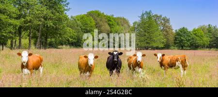 Panorama delle mucche brune e nere nel paesaggio della Drenthe, Paesi Bassi Foto Stock