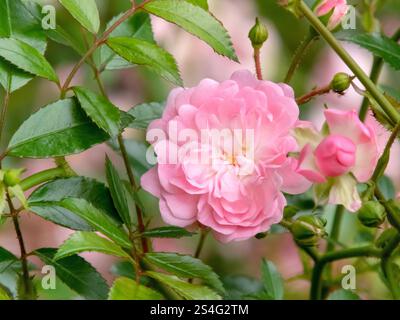 Tenero fiore di rosa pallido. Bellissimo arbusto fiore di rosa da vicino. Pianta fiorita nel giardino. Foto Stock