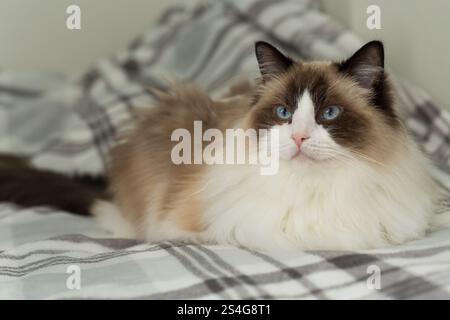 Ritratto di un bel gatto Ragdoll in un ambiente domestico . Foto Stock