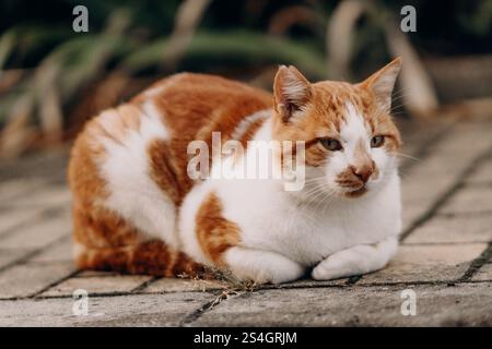 Gatto dello zenzero rilassante all'aperto zenzero e gatto bianco siedono Foto Stock