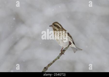 Purple Finch, Haemorhous Purpureus, donna in forte tempesta di neve Foto Stock
