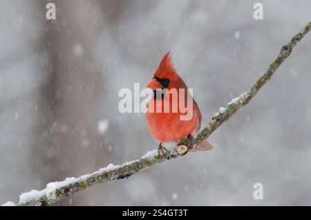 Cardinale settentrionale, Cardinalis cardinalis, maschio in forte tempesta di neve Foto Stock