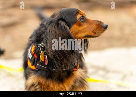 Un bellissimo Dachshund in miniatura dai capelli lunghi Black e Tan che si erge orgoglioso nel bosco Foto Stock