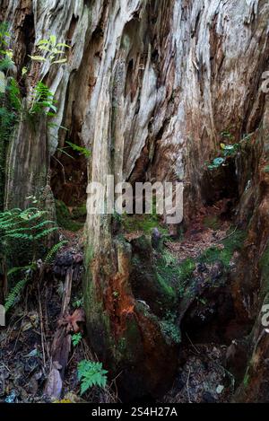 Ceppo di alberi in decomposizione, Cape Lookout State Park, Oregon. Foto Stock