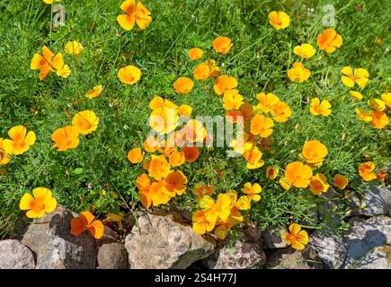 I papaveri dorati della California (Eschscholzia californica) fioriscono. Foto Stock