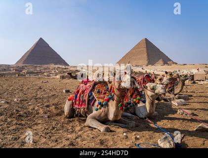 Meno turisti che arrivano a cammelli con guerre in Medio Oriente. Animali in attesa di giostre davanti alle piramidi Foto Stock