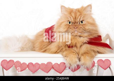 Un gatto persiano allo zenzero che indossa un nastro rosso poggia su una panchina bianca decorata con il cuore di Vichy Foto Stock