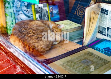 Gatto che dorme nella vetrina della libreria Antykwariat Naukowy, Old Town, Wroclaw, Polonia Foto Stock