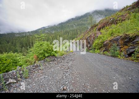 Tagli netti nella vecchia foresta di crescita Foto Stock