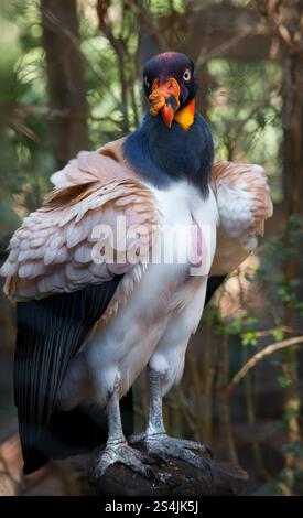 Re Avvoltoio. Vista allo zoo di Brevard, Melbourne, Florida, Stati Uniti Foto Stock