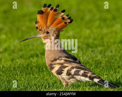 Hoopoe eurasiatica, Upupa epops, sui giardini dell'hotel Four Seasons, Alessandria, Egitto Foto Stock