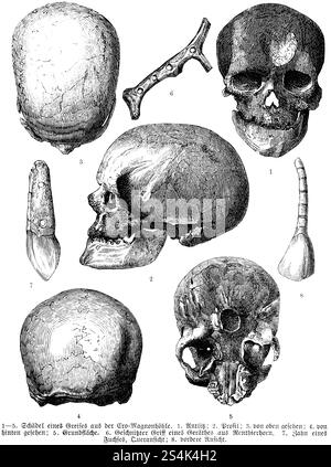 Cranio proveniente da vari scavi archeologici, di profilo e vista frontale, grotta di Cro Magnon (1-5), manico di corna di renna (6), dente di volpe (7), paleontolog Foto Stock