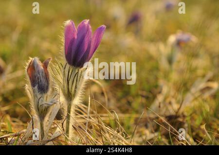 Fiore viola alla luce dorata del tardo pomeriggio, fiore di Pasque (Pulsatilla vulgaris), alto Palatinato Foto Stock