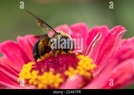 Primo piano di Eastern Bumblebee (Bombus impatiens) che raccoglie polline dal fiore rosa nel giardino estivo Foto Stock