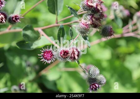 primo piano, fiori di ortica e boccioli verdi Foto Stock