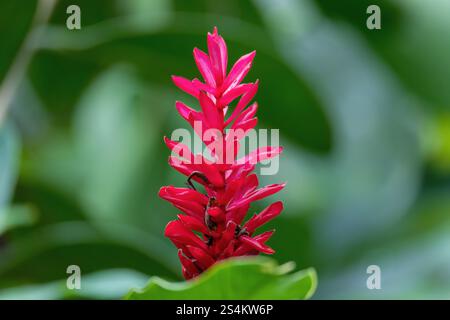 Fiore di Alpinia purpurpurata, noto anche come zenzero rosso; Un bellissimo fiore di una famiglia di piante decorative, crescerà nella foresta pluviale. La fortuna Alajuela - Arenal Foto Stock