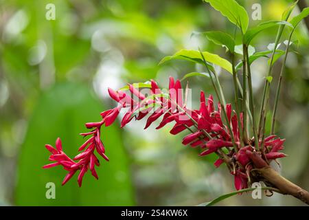 Fiore di Alpinia purpurpurata, noto anche come zenzero rosso; Un bellissimo fiore di una famiglia di piante decorative, crescerà nella foresta pluviale. La fortuna Alajuela - Arenal Foto Stock