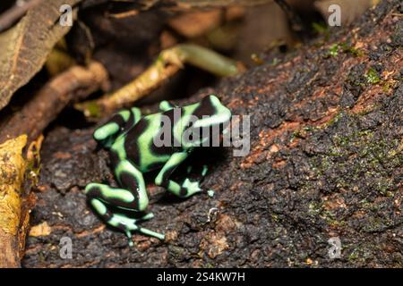 Rana veleno verde e nero (Dendrobates auratus), nota anche come rana veleno verde e nera e rana veleno verde, la fortuna Alajuela Foto Stock