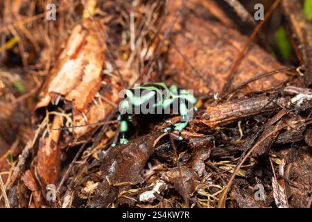 Rana veleno verde e nero (Dendrobates auratus), nota anche come rana veleno verde e nera e rana veleno verde, la fortuna Alajuela Foto Stock