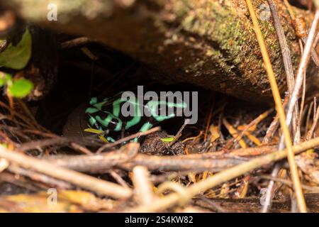 Rana veleno verde e nero (Dendrobates auratus), nota anche come rana veleno verde e nera e rana veleno verde, la fortuna Alajuela Foto Stock