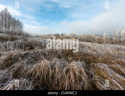 Tranquillo paesaggio invernale caratterizzato da un bosco rurale ricoperto di gelo fiancheggiato da alberi innevati sotto un cielo azzurro. Vysocina Repubblica Ceca. Foto Stock