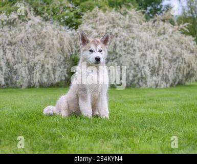 Giovane cucciolo di cane Malamute dell'Alaska, maschio, con un doppio cappotto di peluche seduto in un prato verde con un cespuglio bianco in fiore in primavera Foto Stock