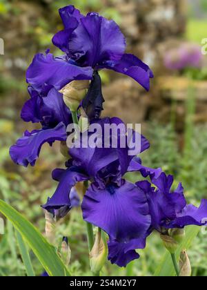 Petali di fiori di Iris barbuti viola/indaco/viola, che crescono nel Coton Manor Garden a giugno, Northants, Inghilterra, Regno Unito Foto Stock