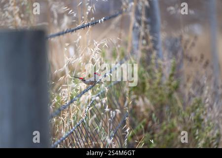 finch con sopracciglia rossa, Neochmia temporalis, uccello selvatico nativo australiano, arroccato su un recinto di recinzione rurale Foto Stock