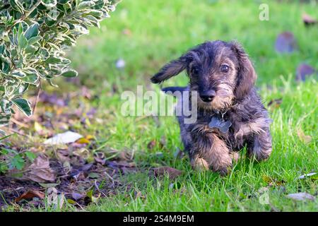 Cucciolo maschio di quattro mesi in miniatura Dachshund che corre su un prato Foto Stock