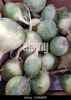 C'è un sacco di verde amaro ma sano radice di ravanello Foto Stock