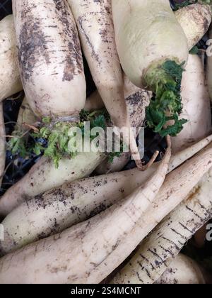 Un sacco di radice di daikon bianco sano con germogli verdi Foto Stock