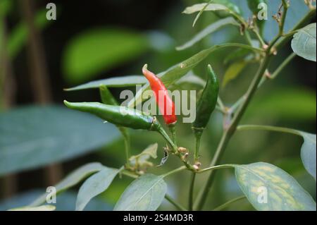 Peperoncini verdi e rossi o peperoncini tailandesi che maturano sull'albero Foto Stock