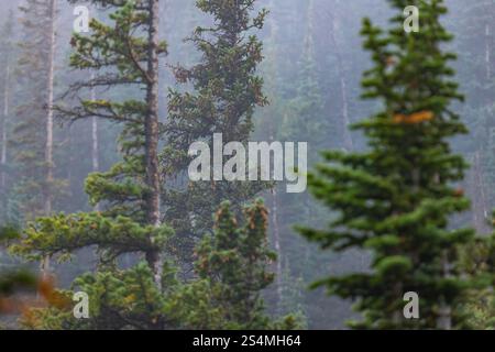 I verdi nebbiosi si ergono alti tra la nebbia in una tranquilla foresta del Colorado, catturando la serena essenza della natura delle Montagne Rocciose. Foto Stock
