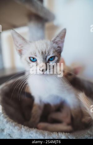 Primo piano di un gattino sereno dagli occhi blu che riposa in un ambiente domestico, con una messa a fuoco morbida sullo sfondo. Foto Stock