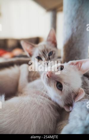 Un'immagine ravvicinata che cattura il sereno legame tra due gatti della casa mentre si rilassano insieme in un ambiente interno confortevole. Foto Stock
