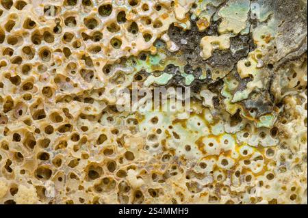 Vista macro della superficie testurizzata di un guscio di abalone, che mostra intricati motivi naturali, perforazioni e colori iridescenti, Un'attrazione affascinante Foto Stock