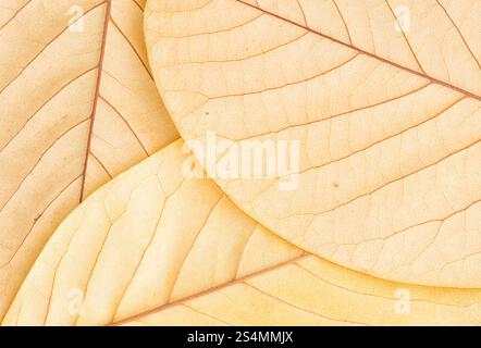 Un dettagliato primo piano della parte inferiore di tre Magnolia, le foglie di Mark Jury, che mostrano i loro delicati motivi venati e le morbide tonalità beige, catturando il Foto Stock