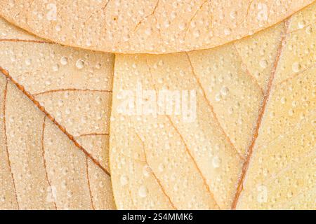 Un primo piano della parte inferiore di tre Magnolia, Mark Jury, lascia le foglie in autunno, adornate da scintillanti gocce di pioggia, che mettono in risalto intricati motivi venosi e. Foto Stock