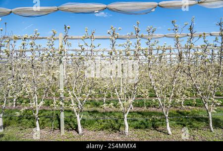 Un'incantevole vista dei meli in piena fioritura in un pittoresco villaggio svizzero, catturando l'essenza della primavera con vegetazione vivida e fiori fioriti. Foto Stock