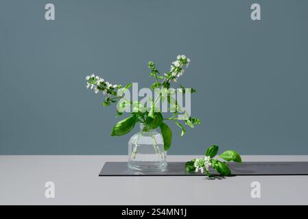 Un vivace ramo di basilico con delicati fiori bianchi esposti in un vaso di vetro trasparente su uno sfondo grigio semplice, per un bota rinfrescante Foto Stock