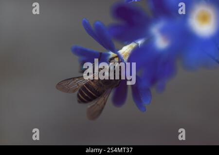 sfondo di un'ape che raccoglie polline dai fiori Foto Stock