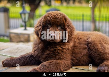 Cucciolo brown Newfoundland che gioca in un giardino Foto Stock