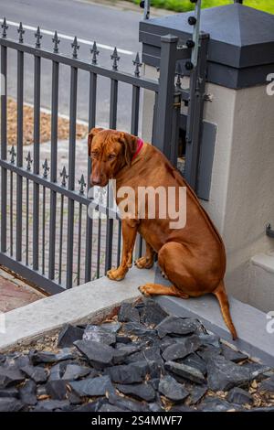 cane brown ridgeback che gioca in un giardino Foto Stock