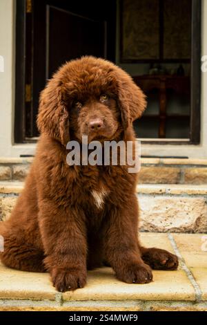 Cucciolo brown Newfoundland che gioca in un giardino Foto Stock
