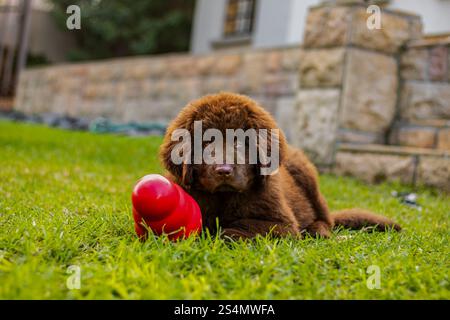 Cucciolo brown Newfoundland che gioca in un giardino Foto Stock