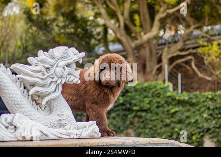 Cucciolo brown Newfoundland che gioca in un giardino Foto Stock