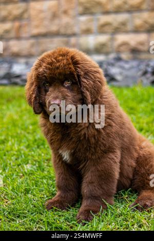 brown newfoundland cane che gioca in un giardino Foto Stock