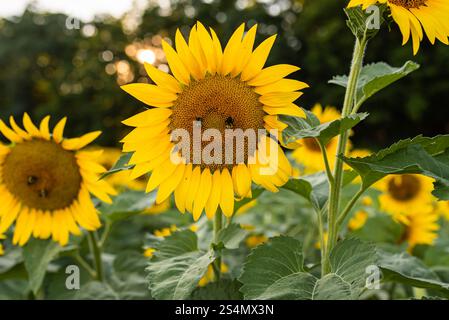 Girasole luminoso in piena fioritura con le api al centro durante l'estate. Foto Stock