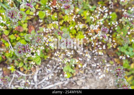 Vista ravvicinata del lamium purpureum e della draba verna che fioriscono tra una vegetazione lussureggiante in un prato primaverile Foto Stock