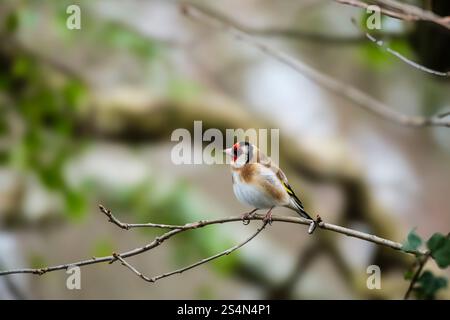 Goldfinch (Carduelis carduelis) arroccato su un ramo d'albero. The Spinnies, Aberogwen, Bangor, Gwynedd, Galles, Regno Unito, Gran Bretagna Foto Stock